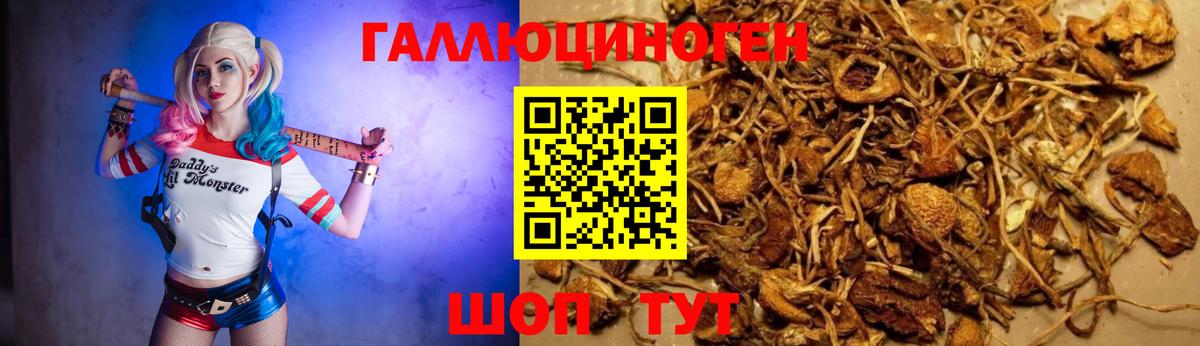 Псилоцибиновые грибы Psilocybe Ижевск